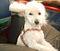 dog in a car